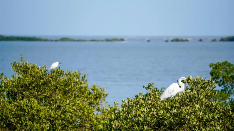 Barranquilla apuesta por bosques urbanos y acciones climáticas para cuidar su biodiversidad