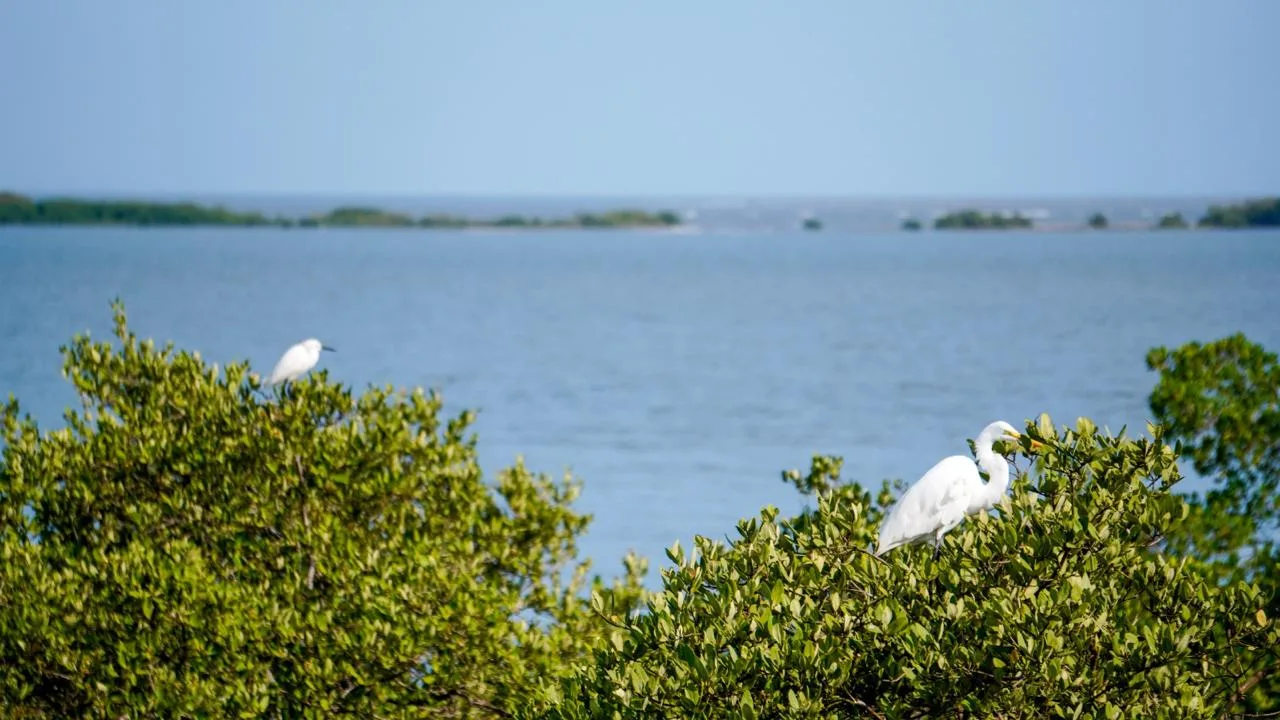 Barranquilla apuesta por bosques urbanos y acciones climáticas para cuidar su biodiversidad