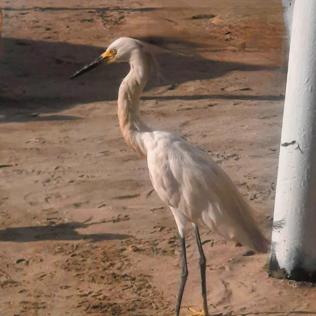 Garcita bueyera de plumaje claro caminando sobre arena junto a un poste blanco.