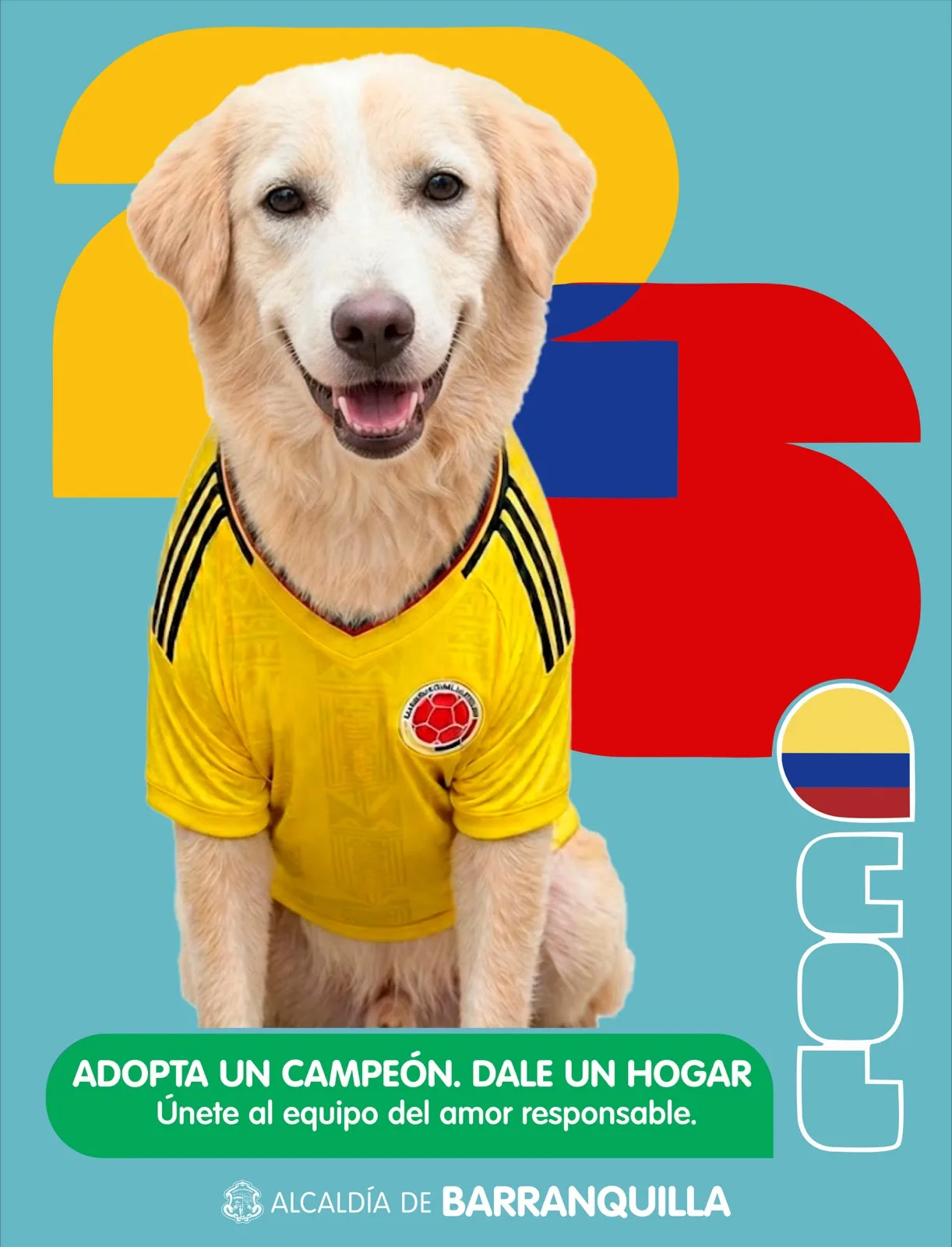 Adopción de perros adultos en Barranquilla: la ciudad impulsa una campaña para darles un hogar definitivo