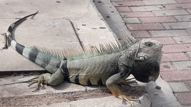 Barranquilla intensifica las acciones para proteger la fauna silvestre frente a la ola de calor que afecta a la ciudad