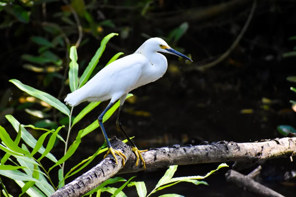 Garceta nívea posada sobre una rama en un humedal, con plumaje blanco y patas amarillas.