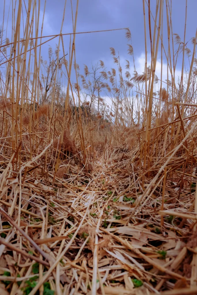 Pastos secos y vegetación vulnerable en España durante la ola de calor