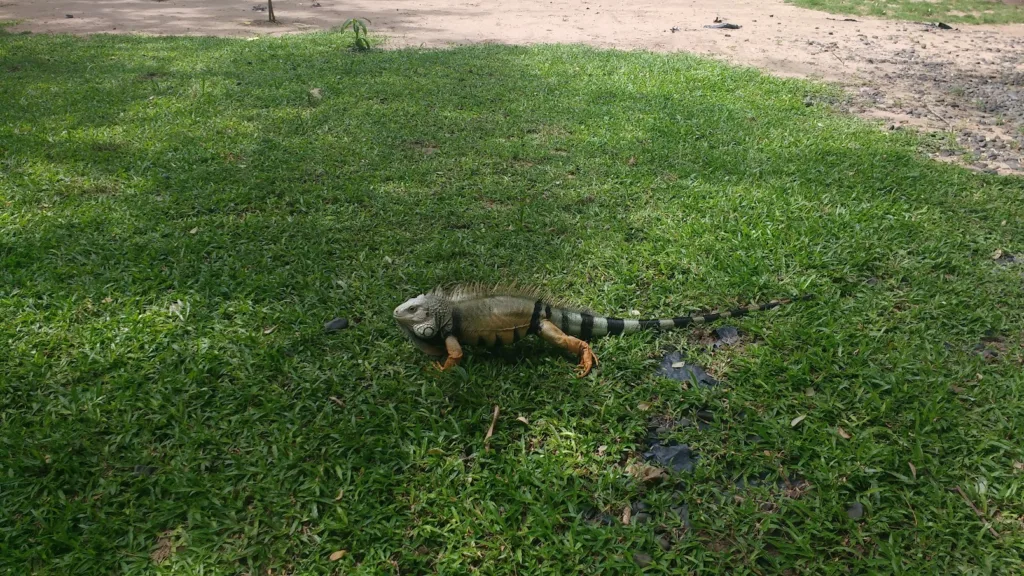Iguana descansando en una zona verde del parque Santander en Barranquilla.