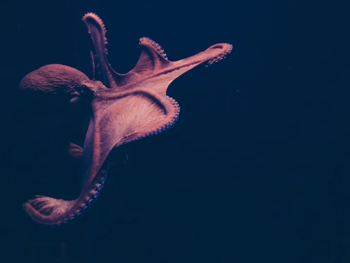 El pulpo, el sangre azul del océano y protagonista de sorprendentes misterios