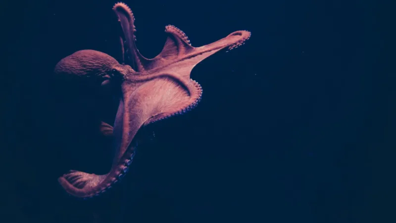 El pulpo, el sangre azul del océano y protagonista de sorprendentes misterios