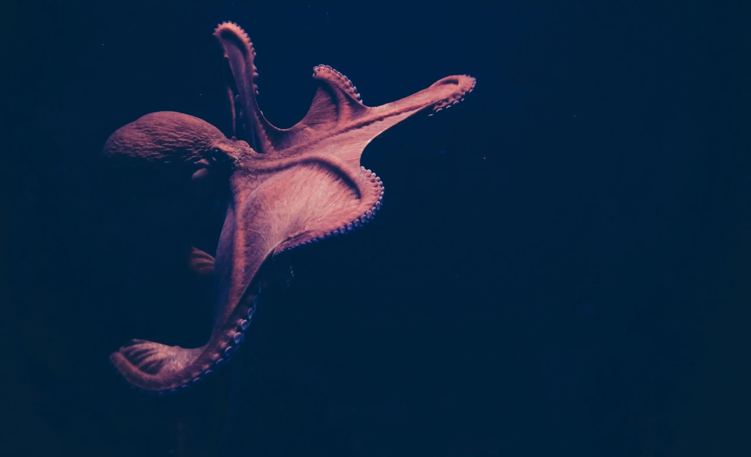 El pulpo, el sangre azul del océano y protagonista de sorprendentes misterios