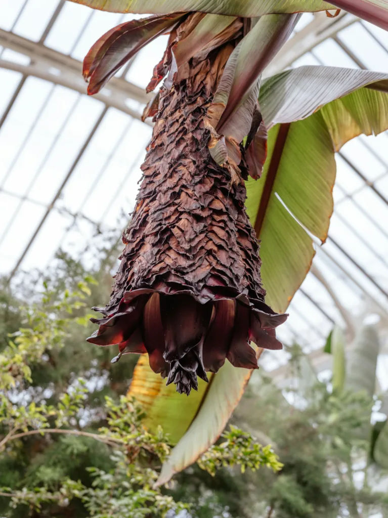 Inflorescencia del enset mostrando sus brácteas y flores en desarrollo. Fotografía de Annie Spratt, disponible en Unsplash. 