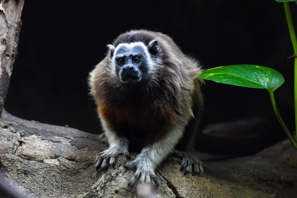 Tití gris sobre una superficie rocosa, con pelaje marrón y rostro blanco, en un ambiente de bosque tropical.