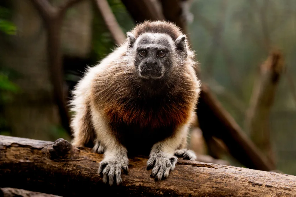 Tití gris posado en una rama dentro de un bosque, con su pelaje marrón y blanco y mirada alerta entre la vegetación.